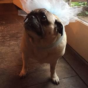 Meet your Posher, Tilly